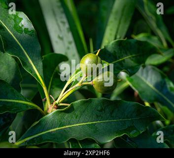 Ripening fruit of Sweet Pittosporum (Pittosporum undulatum)- Family Pittosporacea Stock Photo
