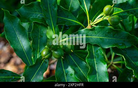 Ripening fruit of Sweet Pittosporum (Pittosporum undulatum)- Family Pittosporacea Stock Photo