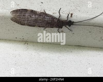 New Zealand dobsonfly (Archichauliodes diversus) Insecta Stock Photo