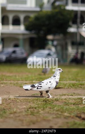 White pigeon with black dots standing on the ground during the day Stock Photo