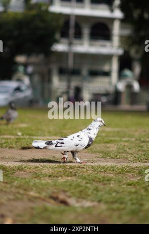 White pigeon with black dots standing on the ground during the day Stock Photo