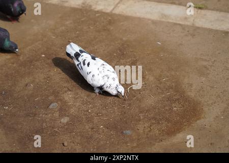 White pigeon with black dots standing on the ground during the day Stock Photo