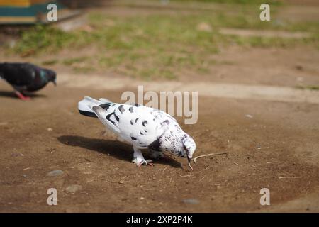 White pigeon with black dots standing on the ground during the day Stock Photo