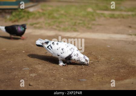 White pigeon with black dots standing on the ground during the day Stock Photo