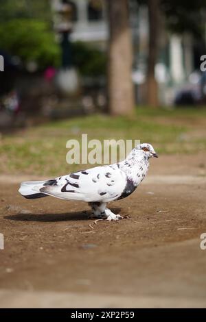 White pigeon with black dots standing on the ground during the day Stock Photo