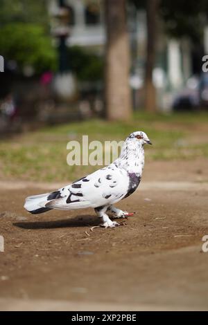 White pigeon with black dots standing on the ground during the day Stock Photo