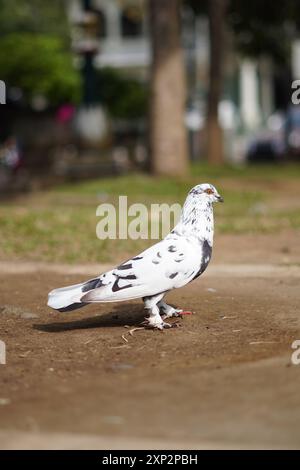 White pigeon with black dots standing on the ground during the day Stock Photo
