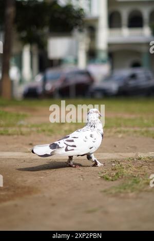 White pigeon with black dots standing on the ground during the day Stock Photo