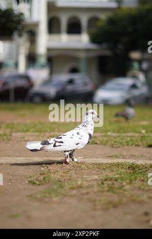 White pigeon with black dots standing on the ground during the day Stock Photo