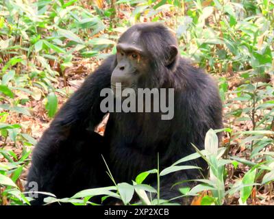 Eastern Chimpanzee (Pan troglodytes schweinfurthii) Mammalia Stock Photo