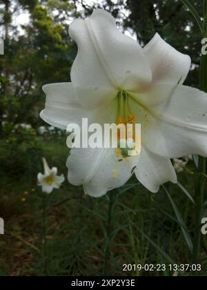 Formosa lily (Lilium formosanum) Plantae Stock Photo