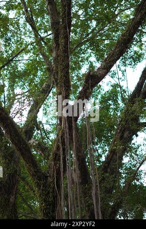 A large banyan tree with green moss on the trunk in a public open space Stock Photo