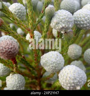 Cone Stompie (Brunia noduliflora) Plantae Stock Photo