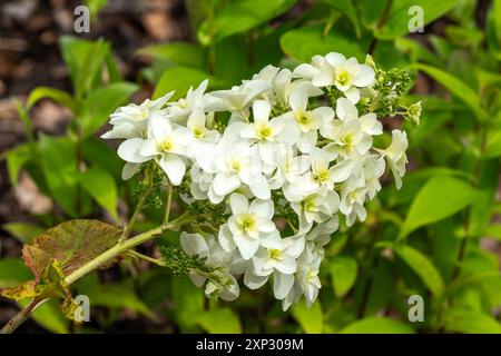 Hydrangea quercifolia, 'Snowflake' a summer autumn fall flowering deciduous shrub plant with a white summertime flower commonly known as oak-leaved hy Stock Photo