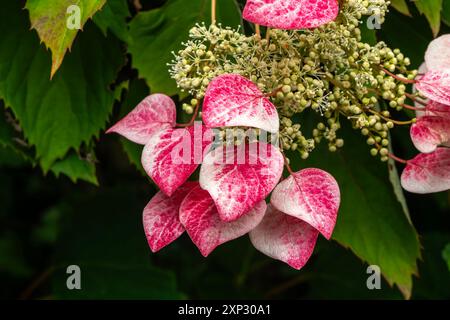 Schizophragma hydrangeoides 'Roseum' a summer flowering deciduous climber plant with a white summertime flower commonly known as Japanese hydrangea vi Stock Photo