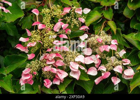 Schizophragma hydrangeoides 'Roseum' a summer flowering deciduous climber plant with a white summertime flower commonly known as Japanese hydrangea vi Stock Photo