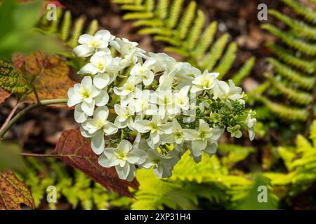 Hydrangea quercifolia, 'Snowflake' a summer autumn fall flowering deciduous shrub plant with a white summertime flower commonly known as oak-leaved hy Stock Photo