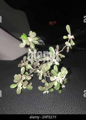 (Corokia × virgata) Plantae Stock Photo - Alamy