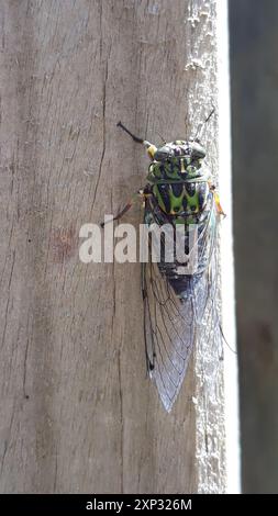 Chorus Cicada (Amphipsalta zelandica) Insecta Stock Photo