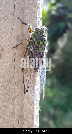 Chorus Cicada (Amphipsalta zelandica) Insecta Stock Photo