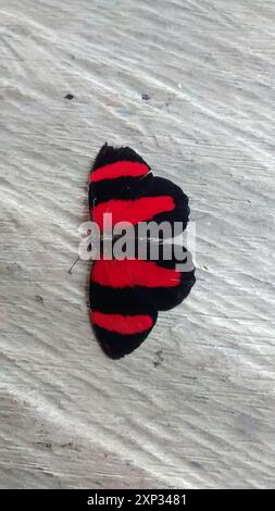 Two-eyed Eighty-eight (Callicore pitheas) Insecta Stock Photo - Alamy