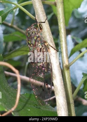 Chorus Cicada (Amphipsalta zelandica) Insecta Stock Photo