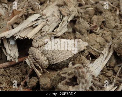 Dark-sided Chorus Frog (Microhyla heymonsi) Amphibia Stock Photo