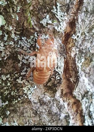 Chorus Cicada (Amphipsalta zelandica) Insecta Stock Photo