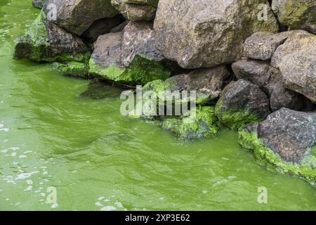 Thick pea green sludge from toxic blue green cyanobacteria algae blooms, staining shoreline rocks at Lough Neagh, surrounded by polluted water. Stock Photo