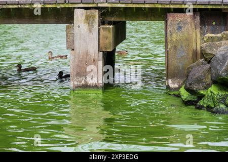 Blue Green algae blooms, cyanobacteria causing extensive pollution in Lough Neagh, clearly evident on shoreline rocks and luminous water. Stock Photo