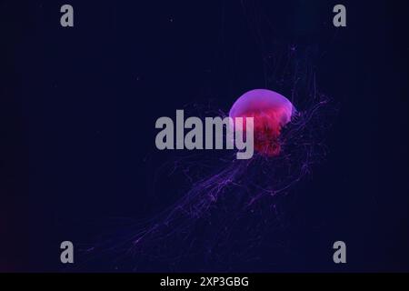 Fluorescent jellyfish swimming underwater aquarium pool with red neon light. The Lion's mane, Cyanea capillata also known as giant jellyfish, arctic r Stock Photo