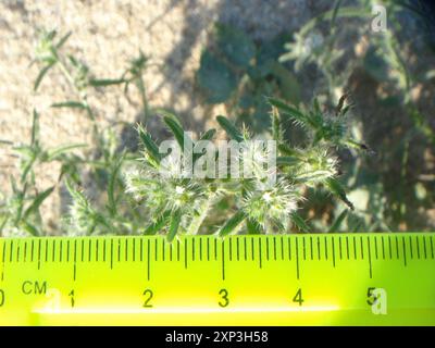 Guadalupe cryptantha (Cryptantha maritima) Plantae Stock Photo - Alamy