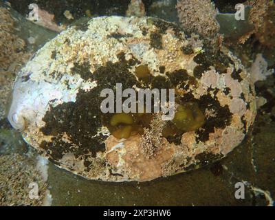 Blackfoot Paua (Haliotis iris) Mollusca Stock Photo