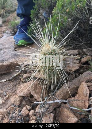 Echinocereus bonkerae hi-res stock photography and images - Alamy