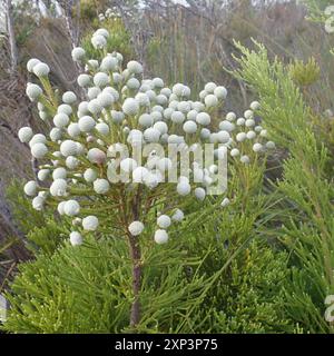 Cone Stompie (Brunia noduliflora) Plantae Stock Photo