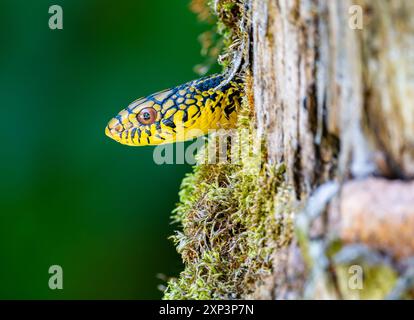 A colorful King Ratsnake (Elaphe carinata) sticks its head out of a tree hole. Tangjiahe National Nature Reserve, Sichuan, China. Stock Photo