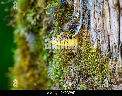 A colorful King Ratsnake (Elaphe carinata) sticks its head out of a tree hole. Tangjiahe National Nature Reserve, Sichuan, China. Stock Photo