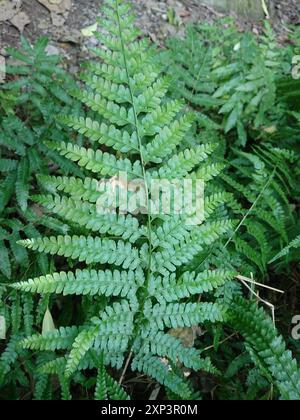 fern Microlepia strigosa Stock Photo - Alamy