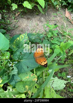 Rustic (Cupha erymanthis) Insecta Stock Photo - Alamy