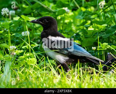 An Oriental Magpie (Pica serica) foraging on ground. Beijing, China. Stock Photo