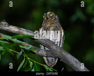 An Oriental Scops Owl (Otus sunia) perched on a branch at night. Beijing, China. Stock Photo