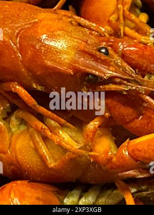 Boiled river crayfish of red color. Extra close up. Stock Photo