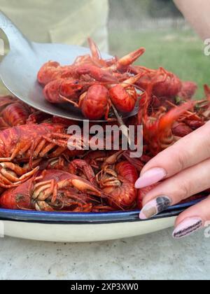 The chef places the boiled river crayfish on a plate. The boiled crayfish have turned red. Close up. Stock Photo