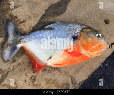 Black Spot Piranha (Pygocentrus cariba) Actinopterygii Stock Photo