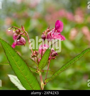 Impatiens glandulifera, a species of plant in the Balsaminaceae family. Wildflowers. Agricultural wastelands. Stock Photo