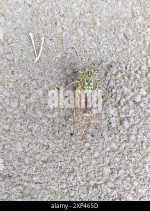 Chorus Cicada (Amphipsalta zelandica) Insecta Stock Photo