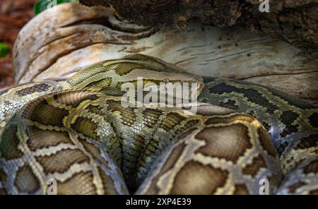 Close up of a burmese python on ground. It is native to a large area of Southeast Asia. Stock Photo