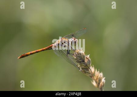 Große Heidelibelle, Grosse Heidelibelle, Heidelibelle, Männchen, Sympetrum striolatum, Common Darter, male, Le Sympétrum strié Stock Photo