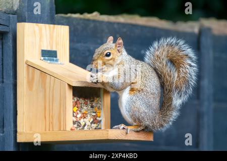 Close-up of a grey squirrel eating nut on a squirrel feeder Stock Photo