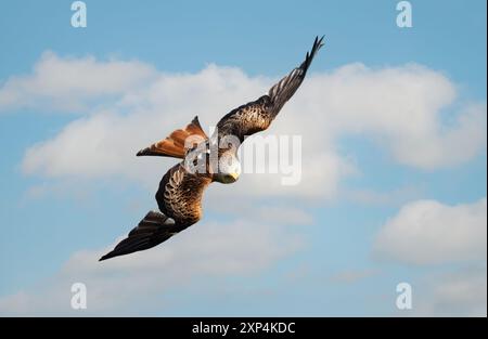 Close-up of a Red kite in flight against blue sky Stock Photo
